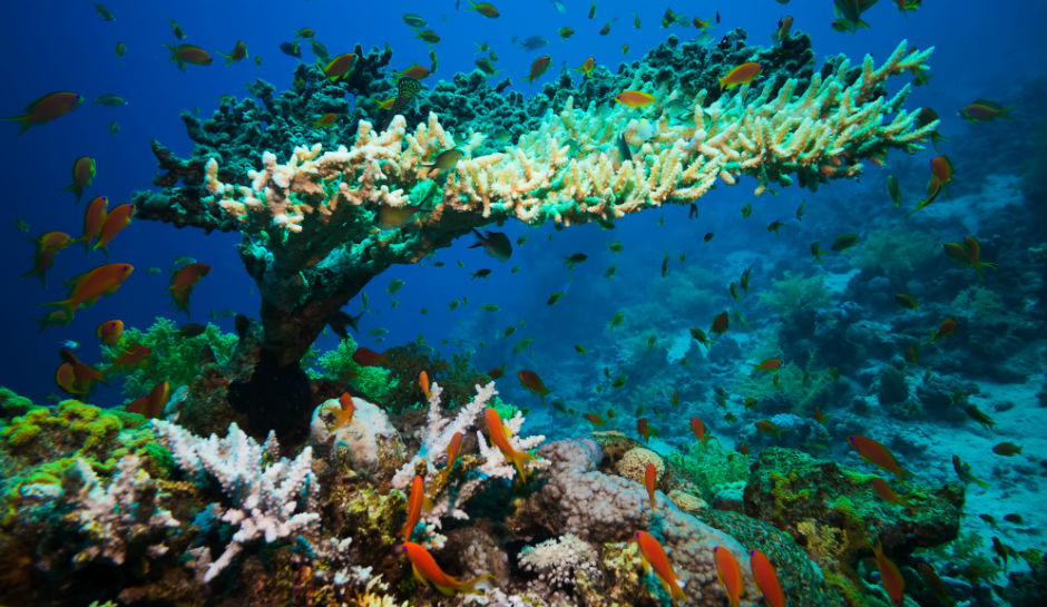 Warming oceans killing coral reefs - Antarctica Journal