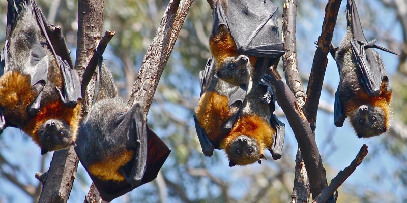 Warming adds to pressure on bats - Antarctica Journal