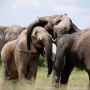 How elephants defy getting cancer