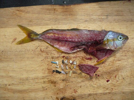 The plastic in your fish - Antarctica Journal