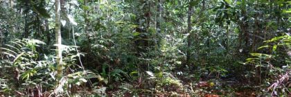 CARBON FOUND IN PEAT SWAMP IN CONGO BASIN