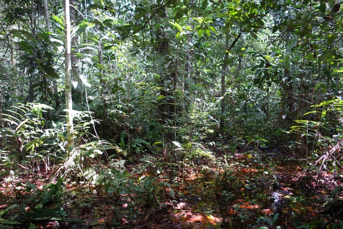 CARBON FOUND IN PEAT SWAMP IN CONGO BASIN - Antarctica Journal