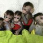 Human brain MCPH1 gene cloned into baby monkeys