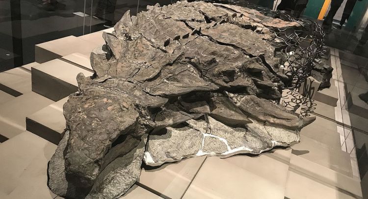 Canada Unveils ‘Dinosaur Mummy’ - Antarctica Journal